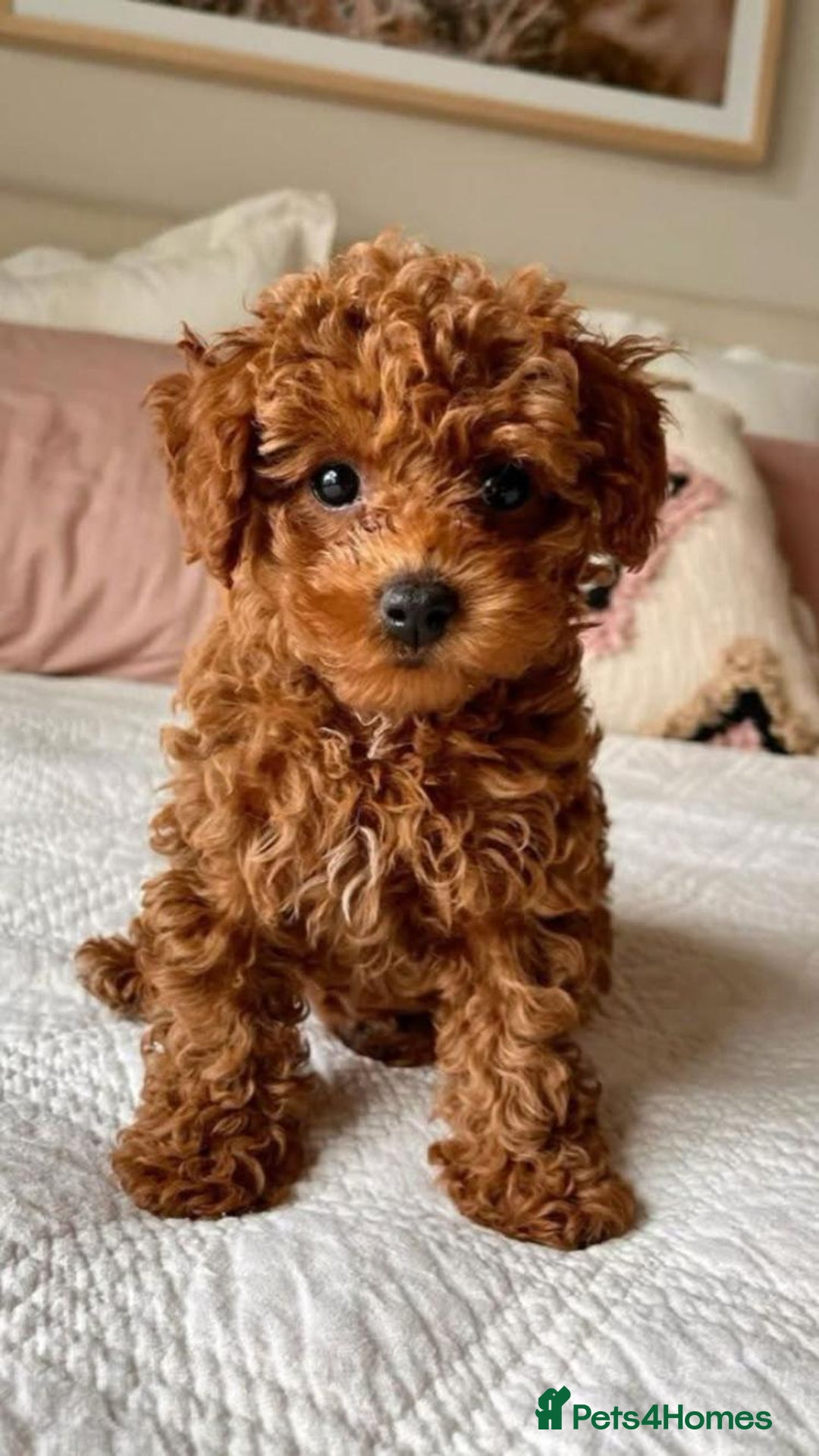 Cavapoo dogs for sale: Cavapoo puppies  - Image 3