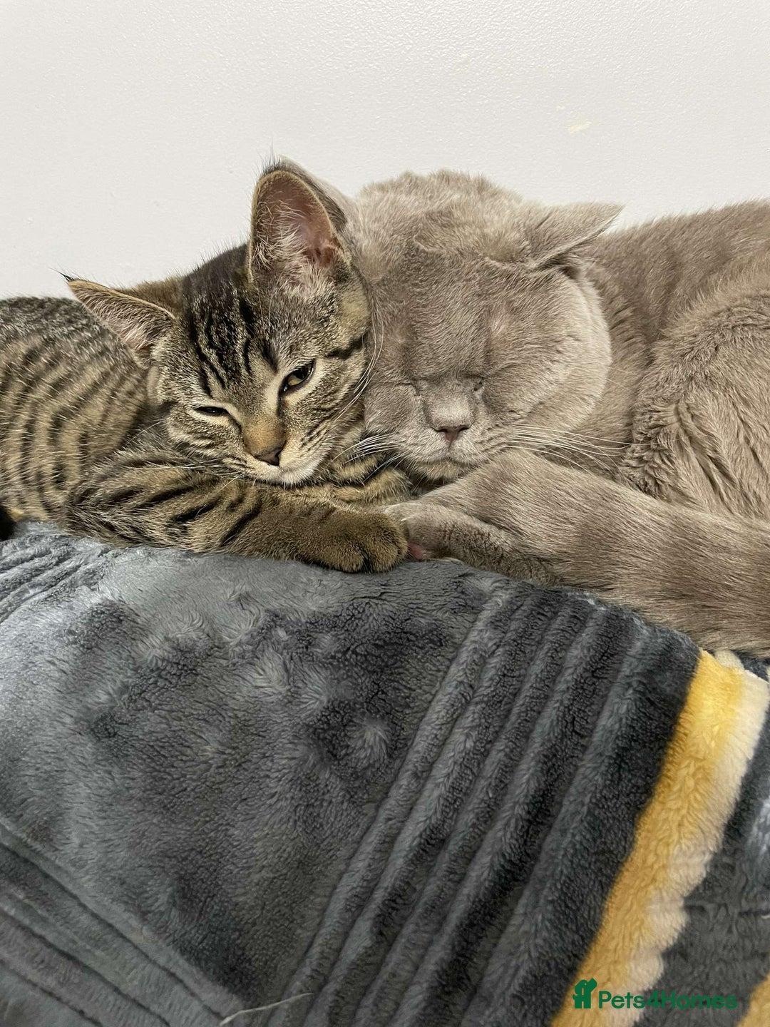 Brazilian Shorthair cats for sale: 3 British short hair x bengal kittens - Image 6