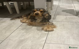 Cocker Spaniel dogs for sale: **waiting list now open** Quality show spaniels  - Image 2