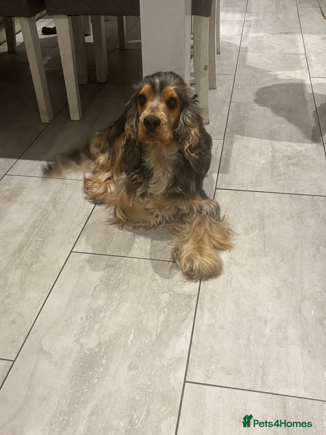 Cocker Spaniel dogs for sale: **waiting list now open** Quality show spaniels  - Image 2