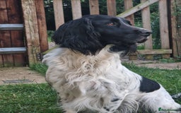 English Springer Spaniel dogs for sale: Stunning litter of English Springer Spaniels  - Advert 3
