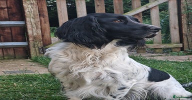 English Springer Spaniel dogs Stunning litter of English Springer Spaniels  - Advert 4