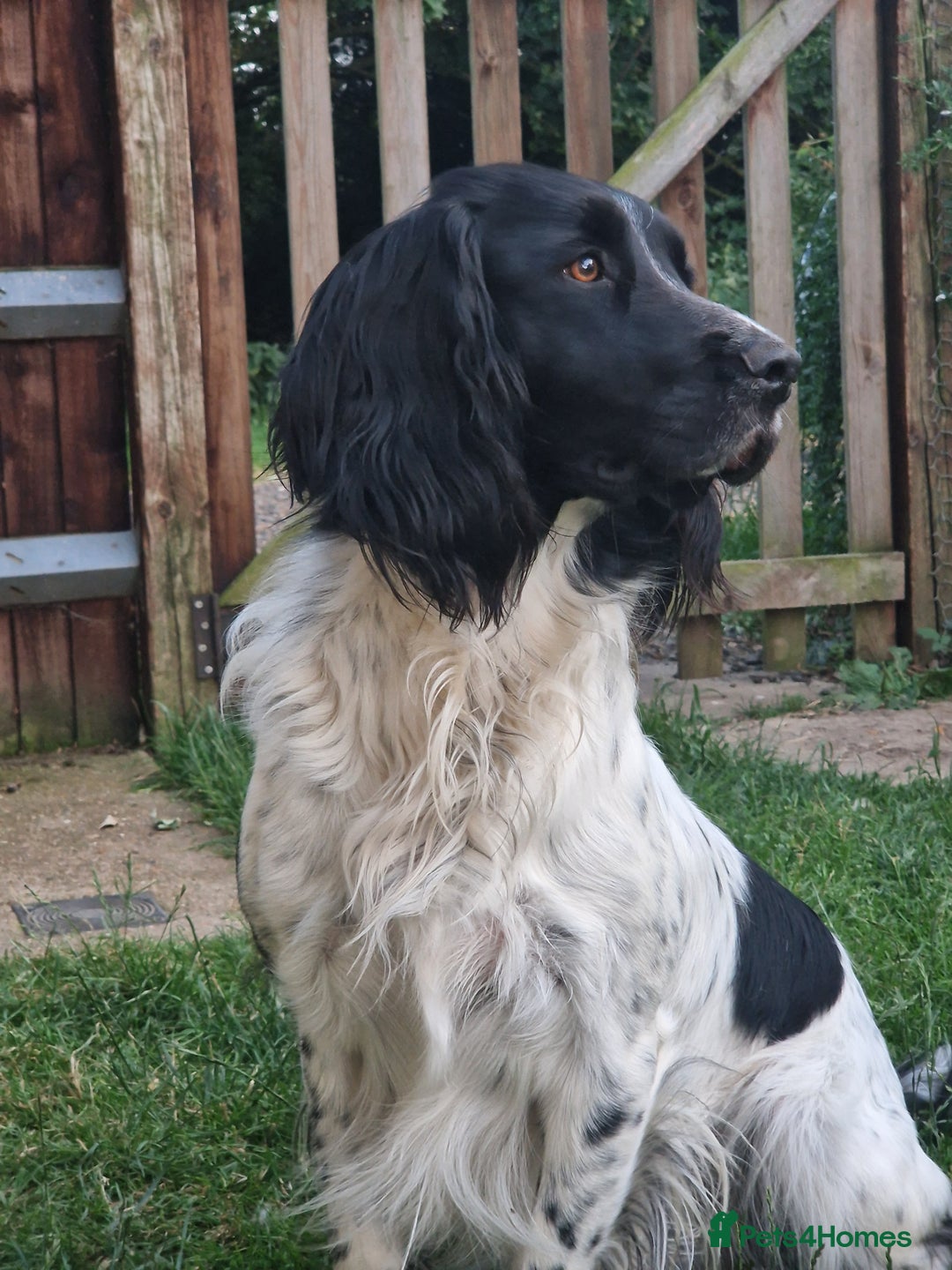 English Springer Spaniel dogs for sale: Stunning litter of English Springer Spaniels  - Advert 3