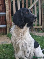 English Springer Spaniel dogs Stunning litter of English Springer Spaniels - Advert 1
