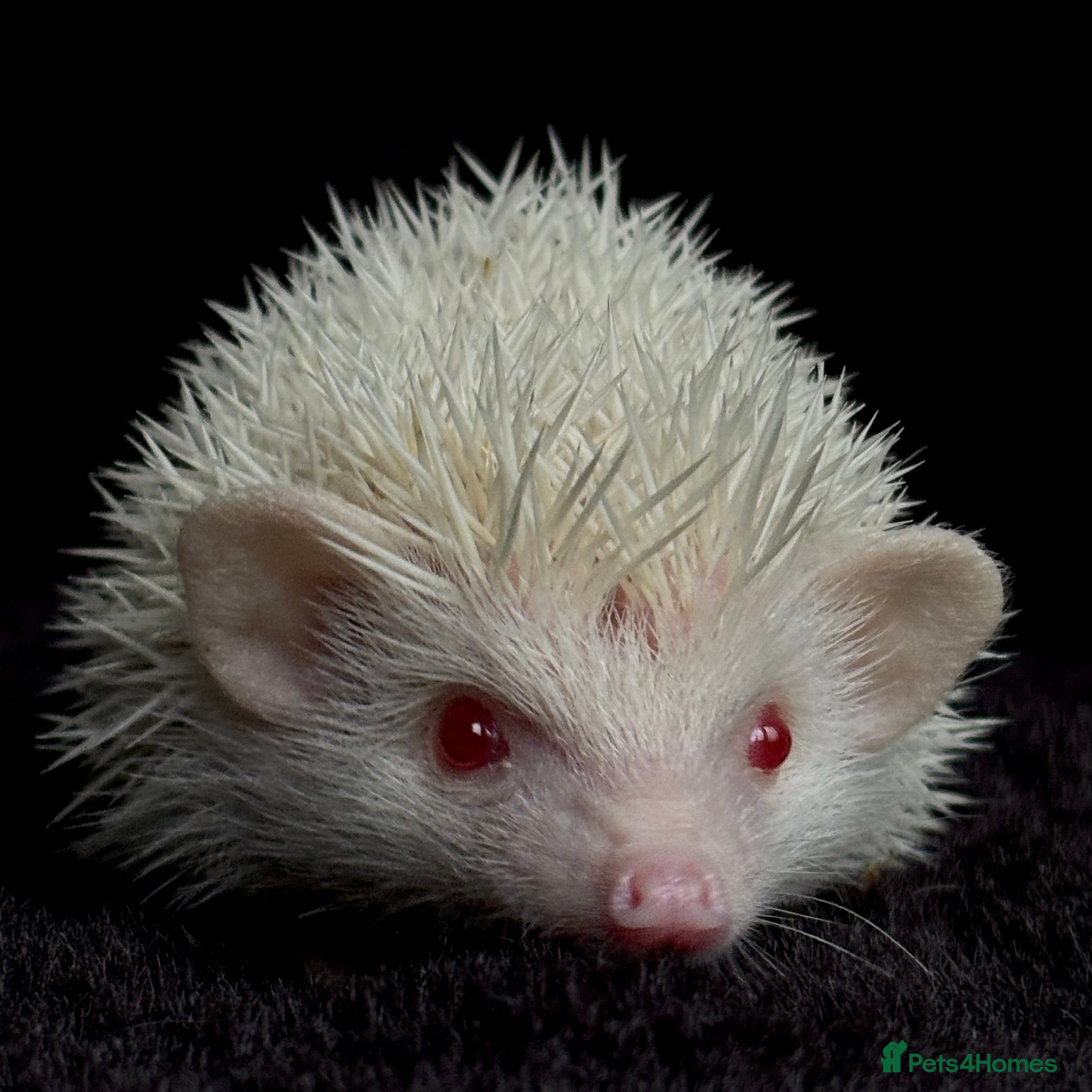 Pygmy Hedgehog rodents Girl Boy Ethically Bred African Pygmy Hedgehog - Advert 1