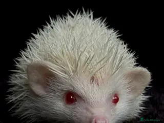 Pygmy Hedgehog rodents Girl Boy Ethically Bred African Pygmy Hedgehog - Advert 1