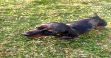 Miniature Dachshund dogs - Advert 16