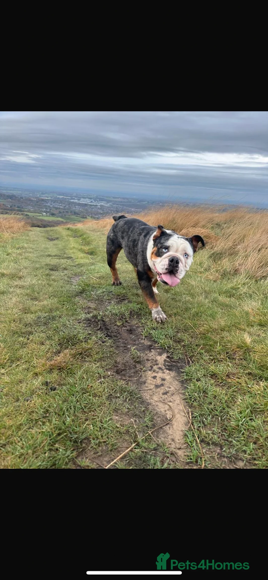 English Bulldog dogs for sale: Daphney - English Bulldog in Bolton - Advert 2