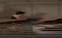 Hamster rodents for sale: syrian hamster  - Image 2