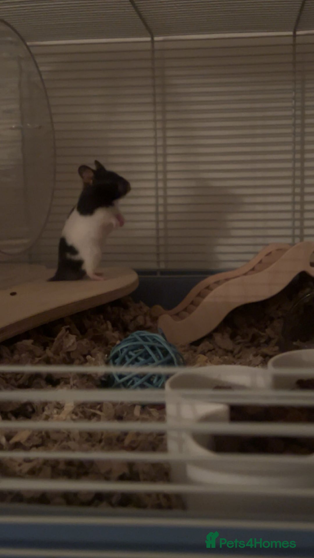 Hamster rodents for sale: syrian hamster  - Image 2