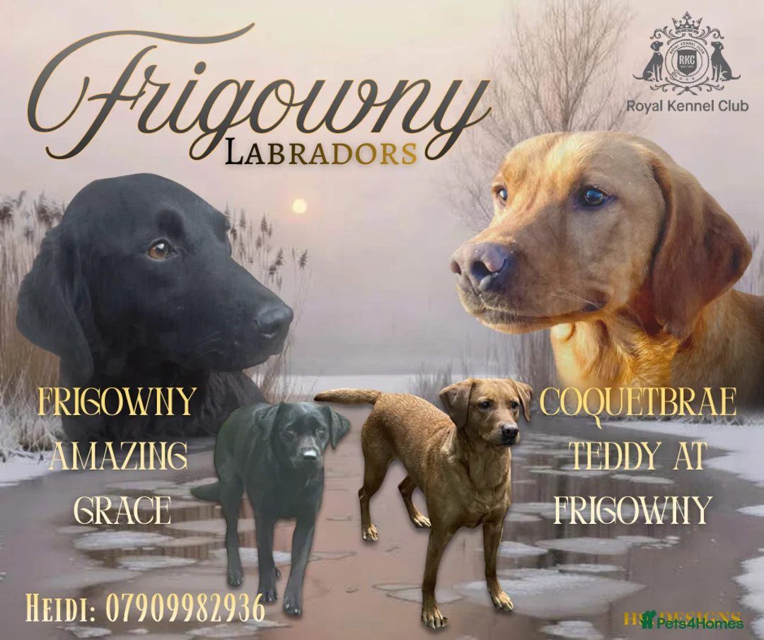 Labrador Retriever dogs for sale: 💛 Coretta 💛 Yellow Labrador Girl 💛 Ready Now 💛 - Advert 2