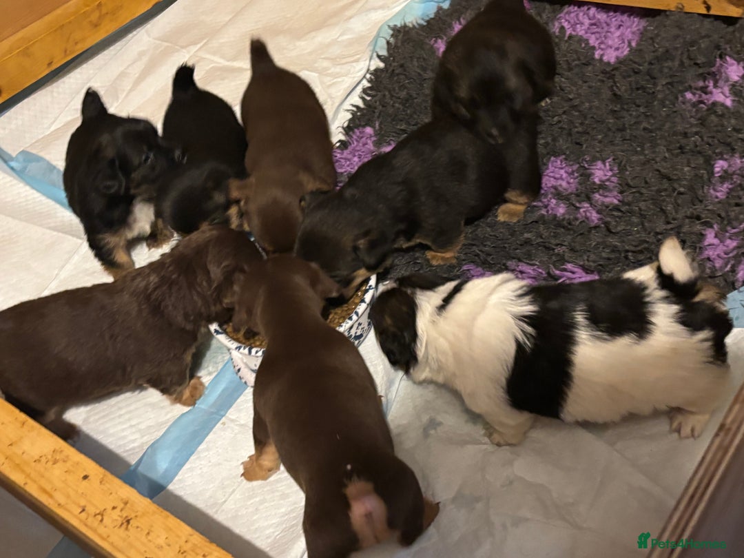 Jack Russell dogs for sale: Trad.working family short legged Jack Russell  - Advert 24