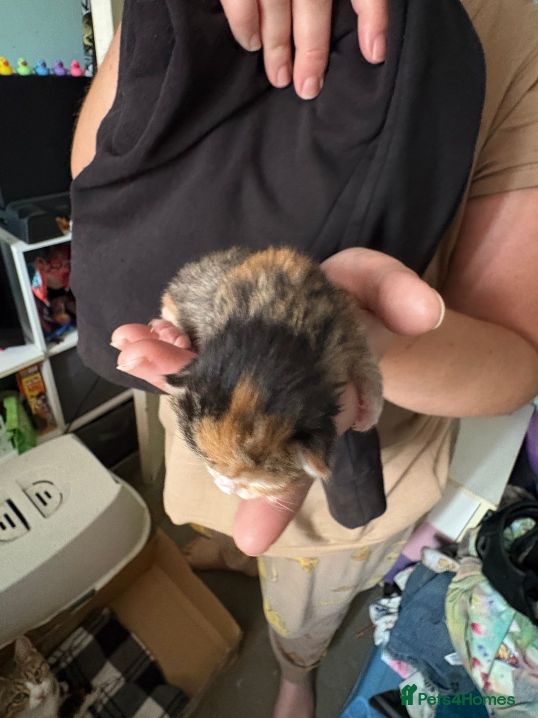 Domestic Shorthair cats for sale: 5 Domestic Shorthair Kittens - Image 28