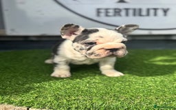 French Bulldog dogs for sale: Beautiful boys excellent quality - Image 6
