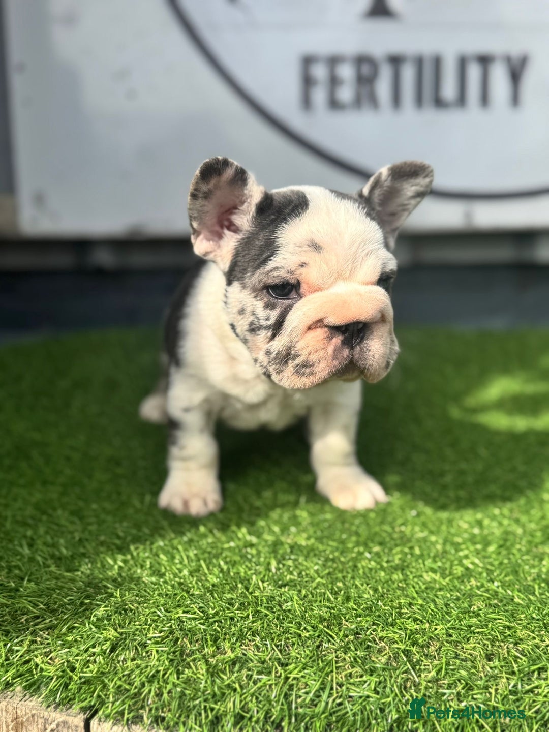 French Bulldog dogs for sale: Beautiful boys excellent quality - Image 6