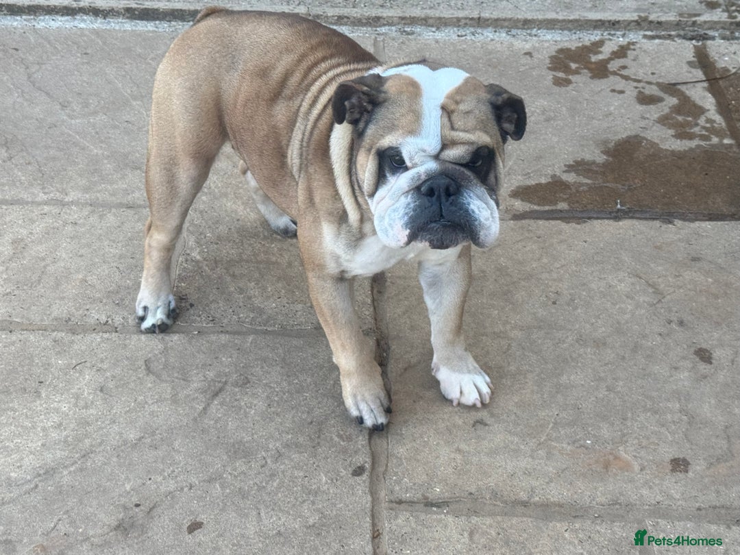 English Bulldog dogs for sale: 2 KC Breeding Bitches - Image 4