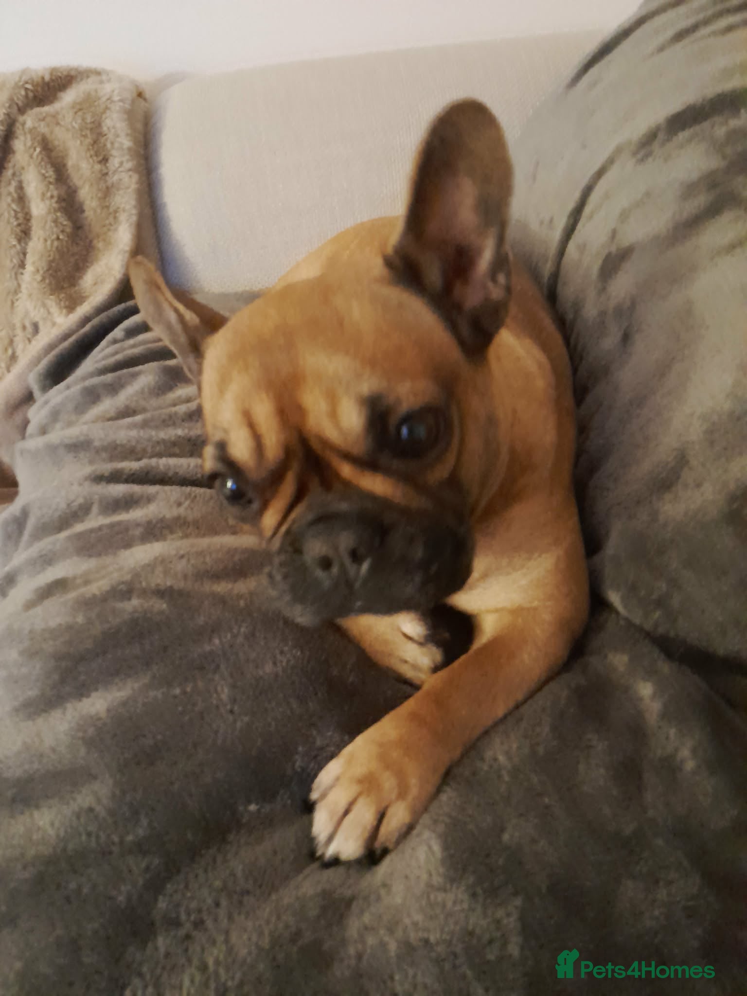 French Bulldog dogs Nala - Frenchie - Advert 4