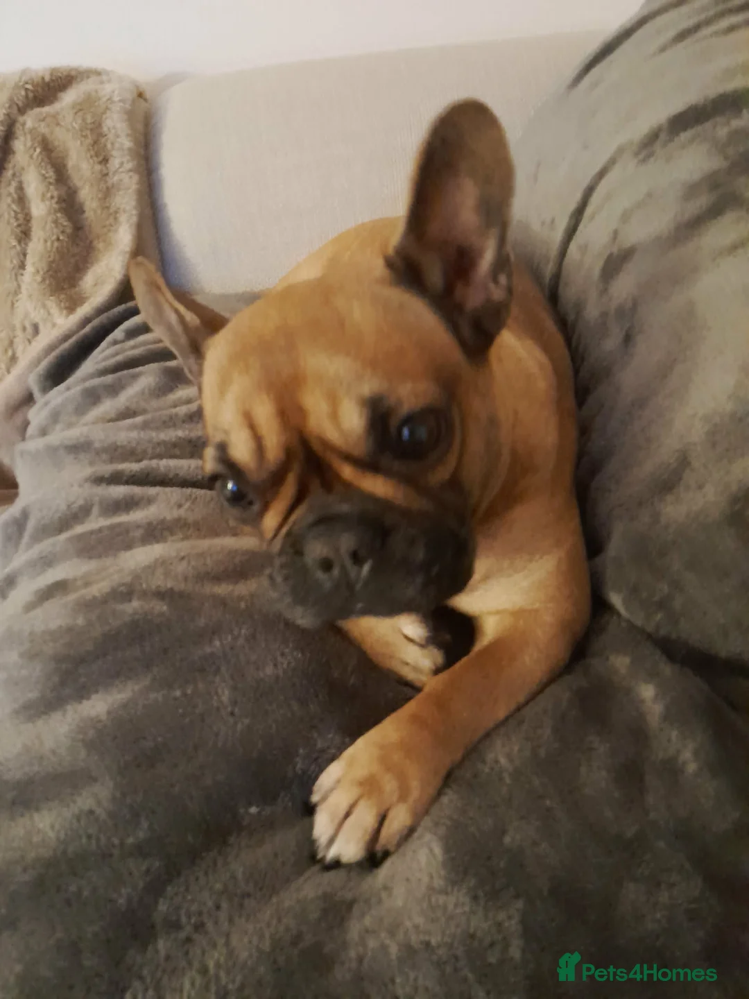 French Bulldog dogs for sale: Nala - Frenchie - Advert 1