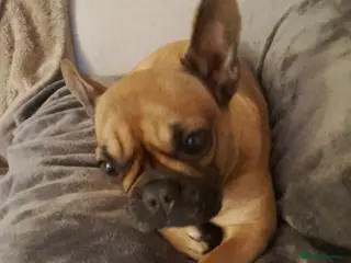 French Bulldog dogs Nala - Frenchie - Advert 2