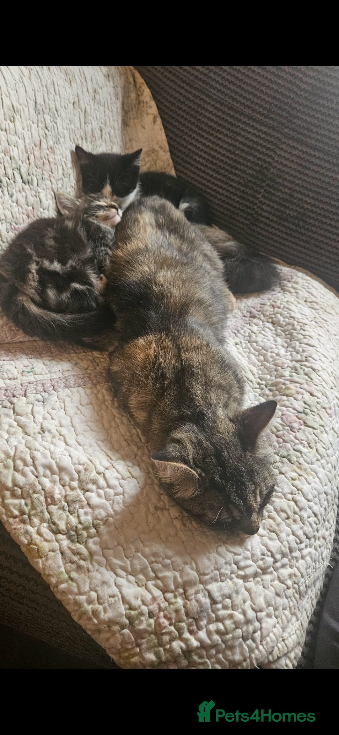 Mixed Breed cats for sale: Beautiful long haired kittens  - Image 11
