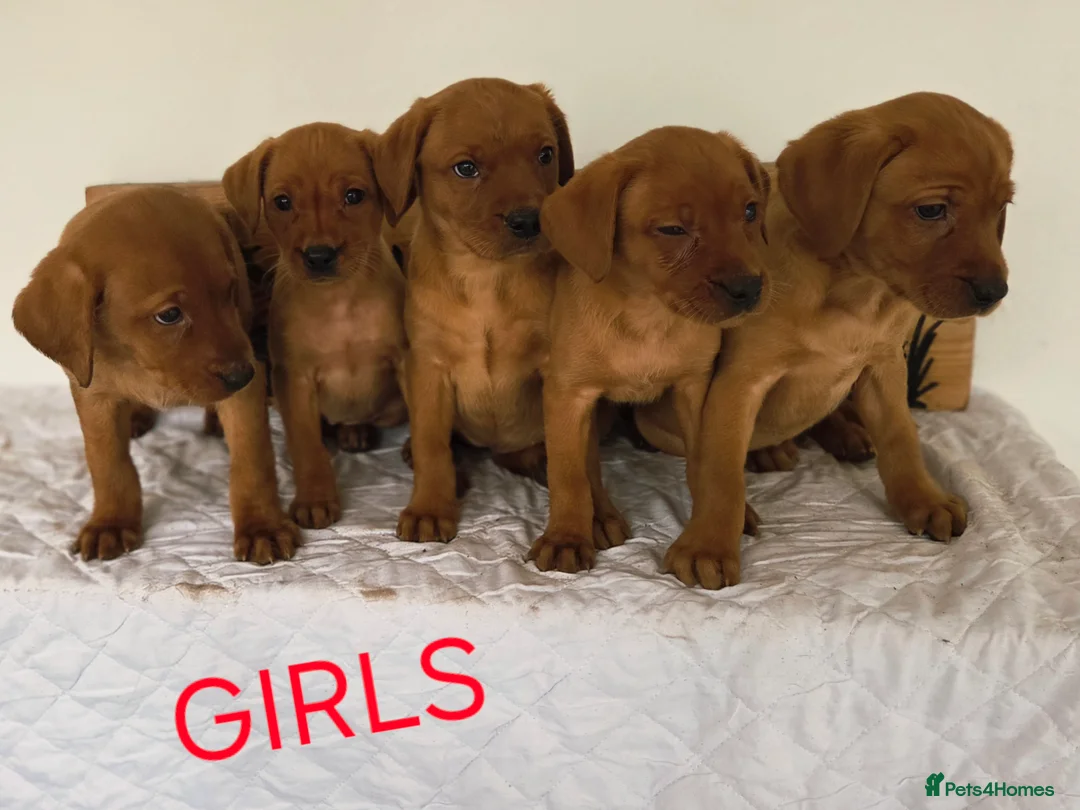 Labrador Retriever dogs for sale: Propa Fox Red lab Pups available  - Advert 24