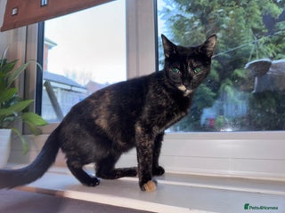 Mixed Breed cats 3 gorgeous kittens for sale - Advert 2