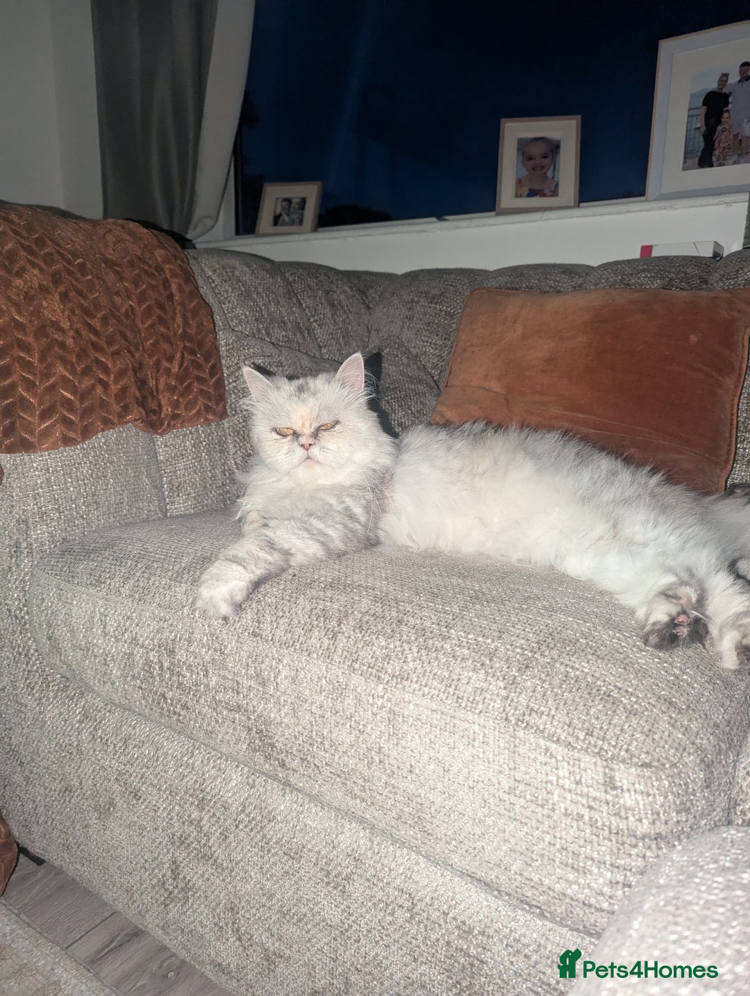 Mixed Breed cats for sale: Family pet  - Image 5