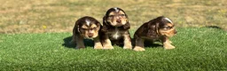 Cocker Spaniel dogs for sale: Beautiful litter of qauilty show type cockers  - Advert 9