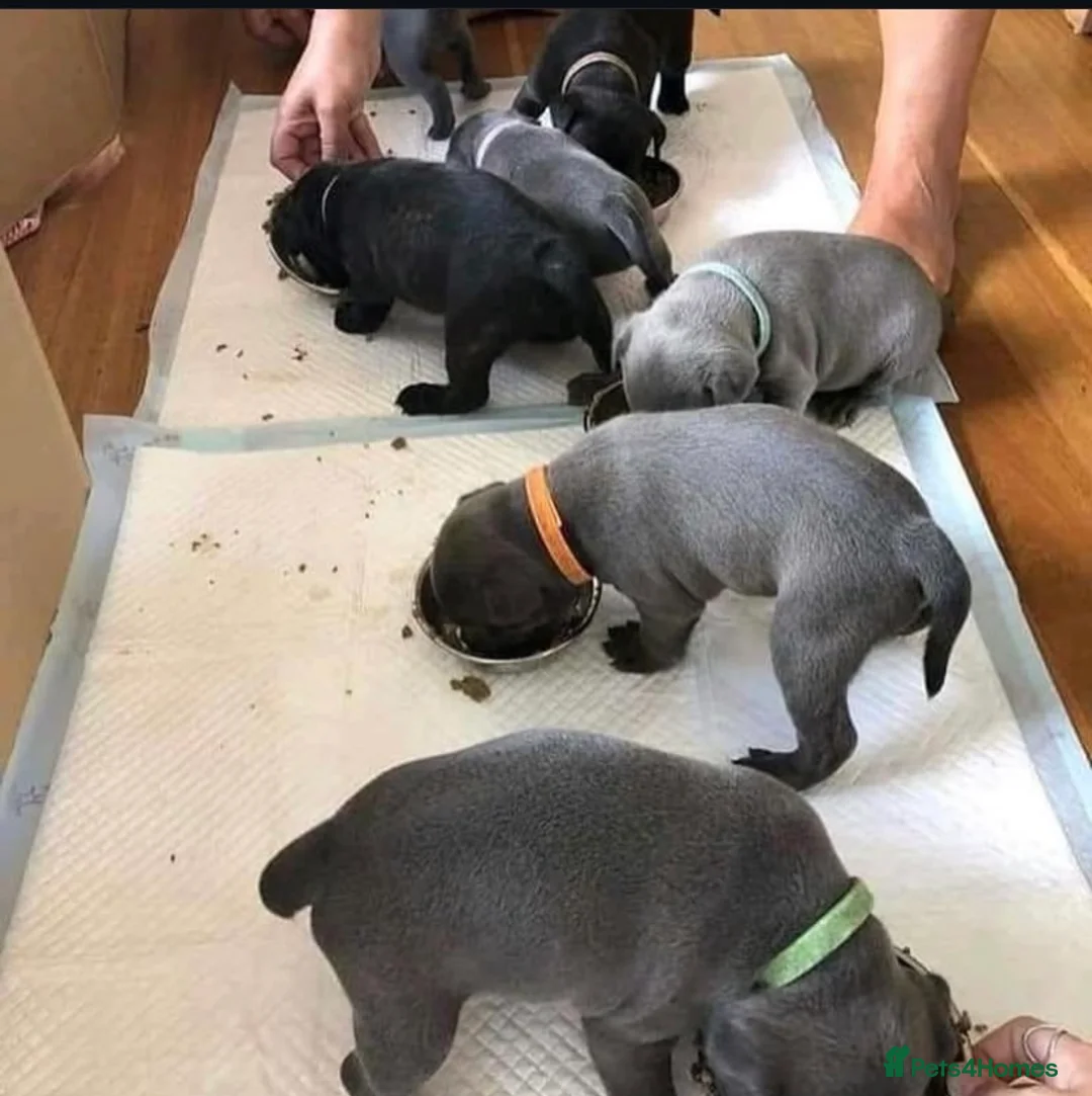 Staffordshire Bull Terrier dogs for sale: %Solid Pure Staffy Puppies Available  in Birmingham - Advert 8