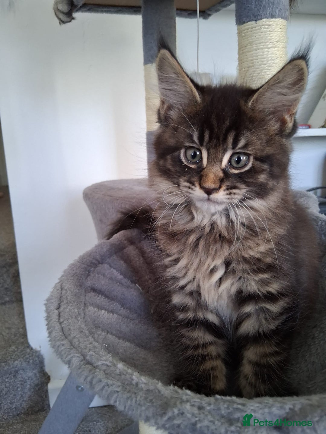 Maine Coon cats for sale: Beautiful Maine coon kittens 🤍🖤 - Advert 2