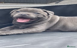 Staffordshire Bull Terrier dogs for sale: Top Quality Blue Staffordshire Bull Terriers  - Image 13