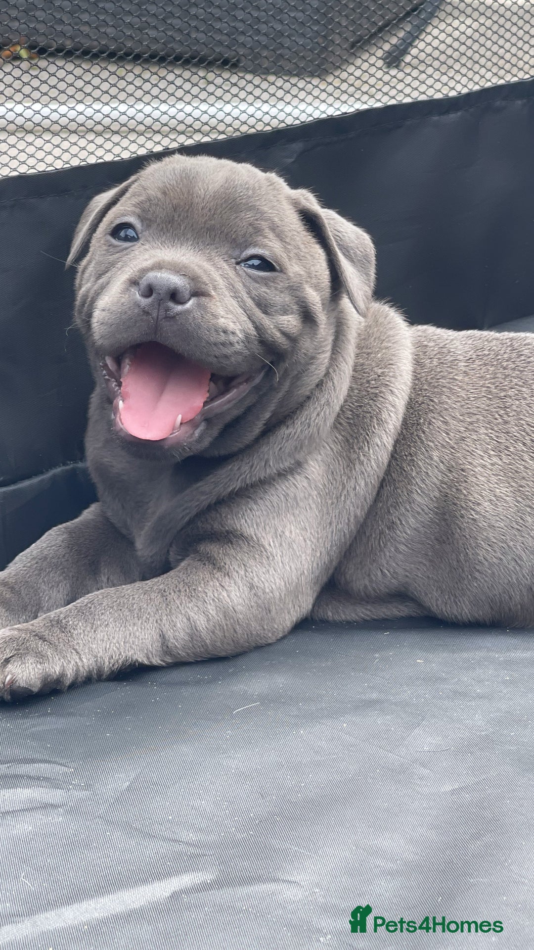 Staffordshire Bull Terrier dogs for sale: Top Quality Blue Staffordshire Bull Terriers  - Image 13