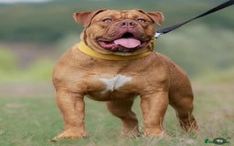 Olde English Bulldogge dogs for sale: Genetic Clear, Hip & Elbow Graded Breeding - Image 20