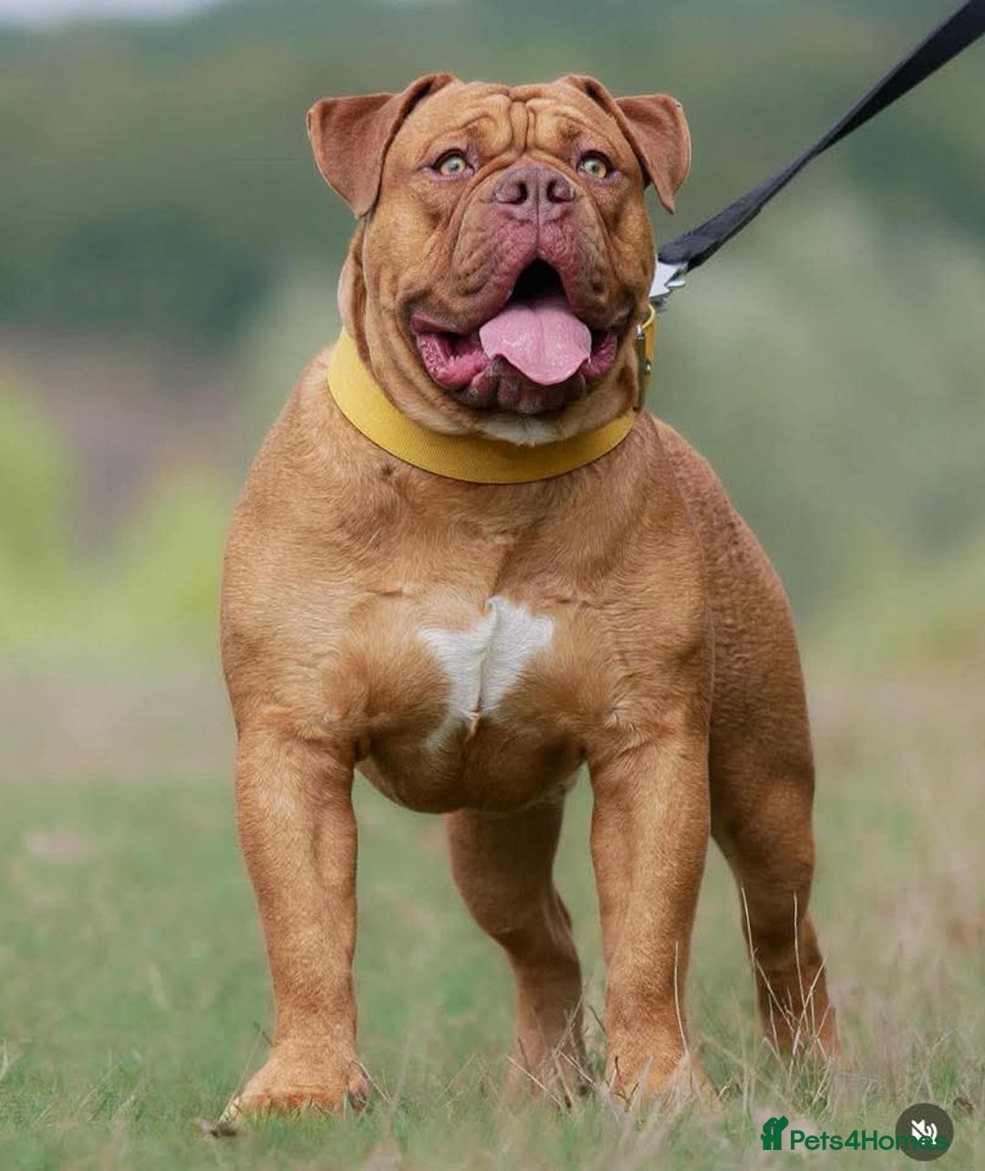 Olde English Bulldogge dogs for sale: Genetic Clear, Hip & Elbow Graded Breeding - Image 20
