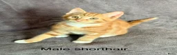 Mixed Breed cats for sale: Ginger kittens - Advert 7