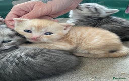 Scottish Fold cats for sale: Pedigree Scottish fold kittens for sale - Image 2