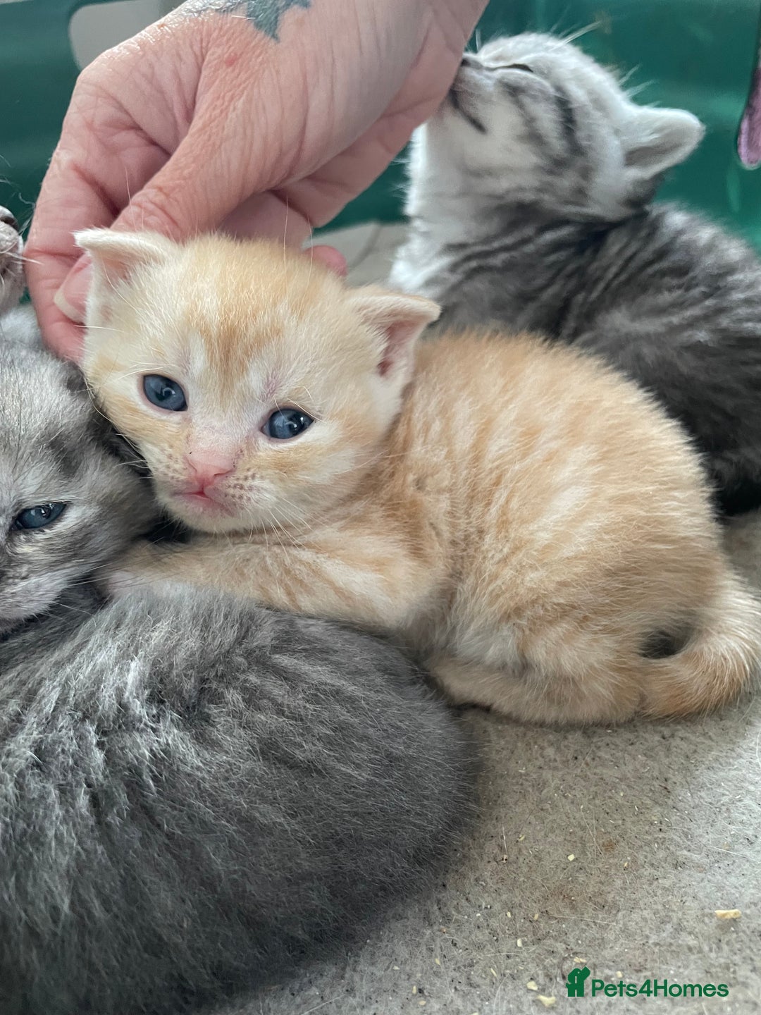 Scottish Fold cats for sale: Pedigree Scottish fold kittens for sale - Image 2