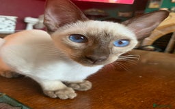 Siamese cats for sale: Male Chocolate Point Siamese  - Image 4
