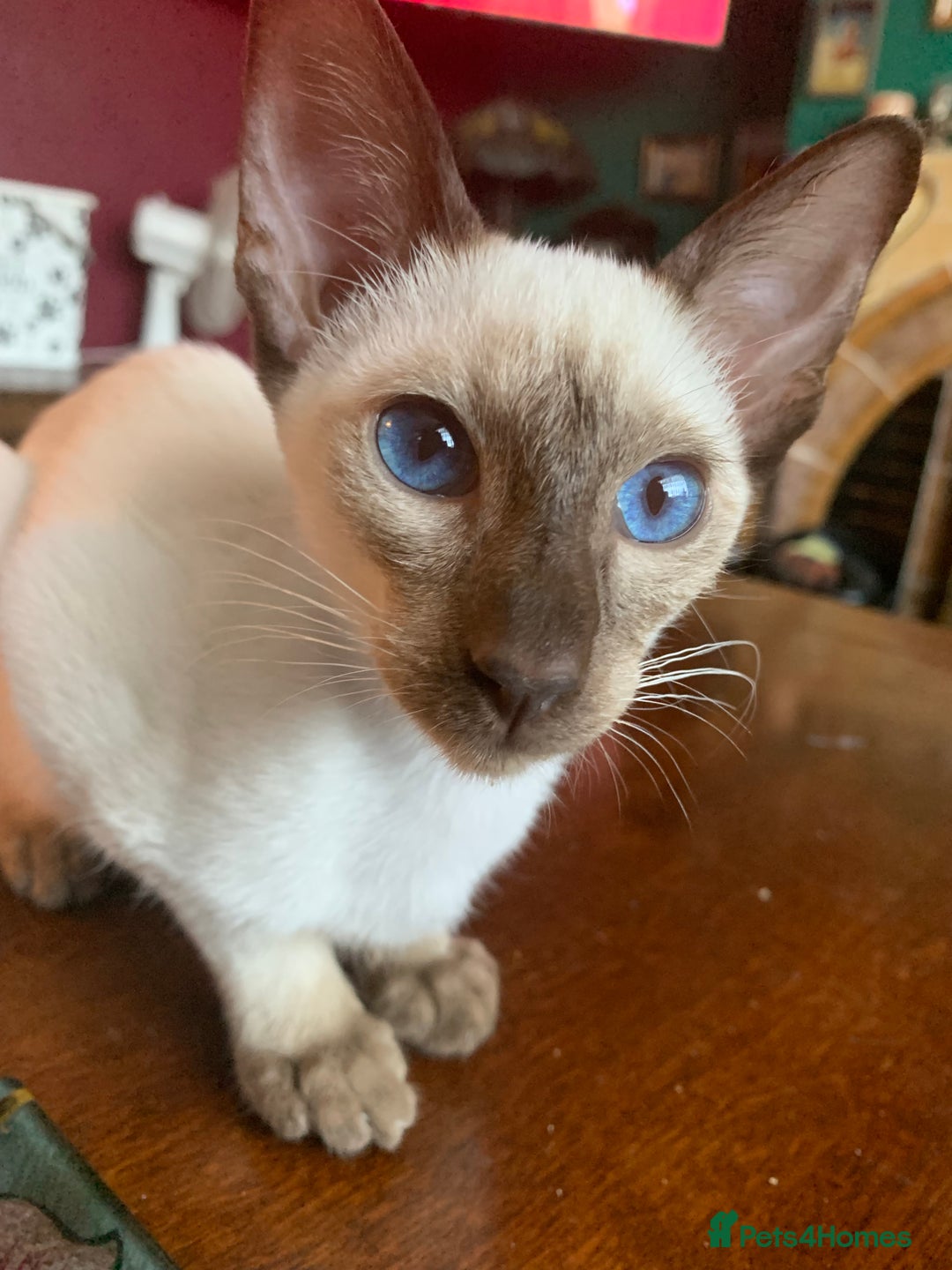 Siamese cats for sale: Male Chocolate Point Siamese  - Image 4