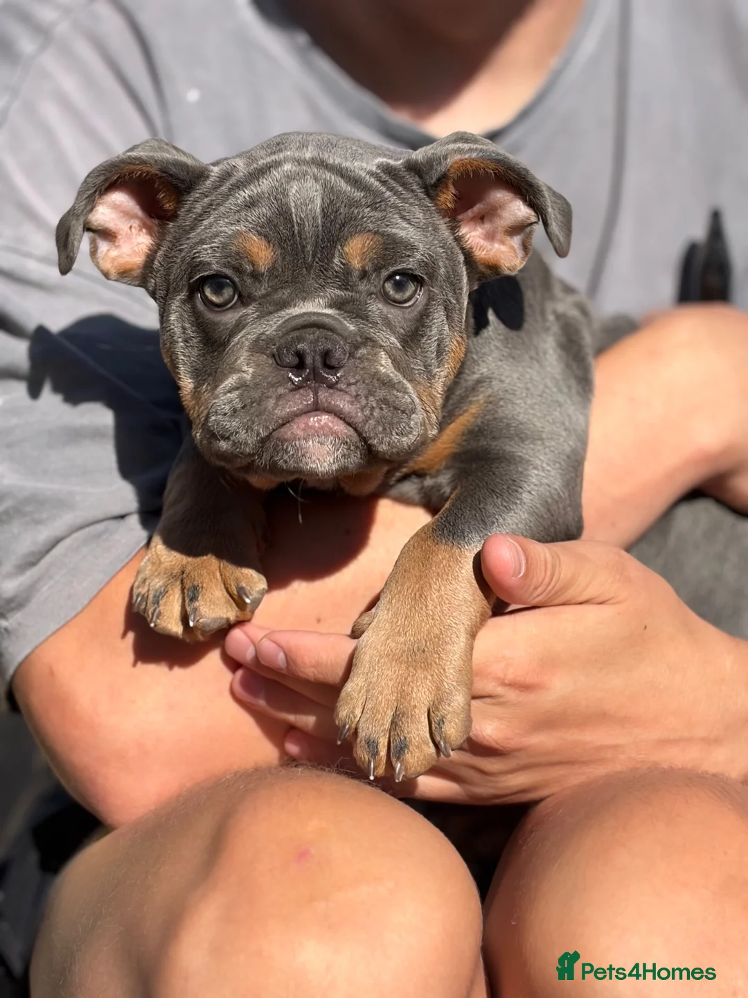 Mixed Breed dogs for sale: Bulldog cross for rehoming - beautiful girl  in Caerphilly - Advert 2