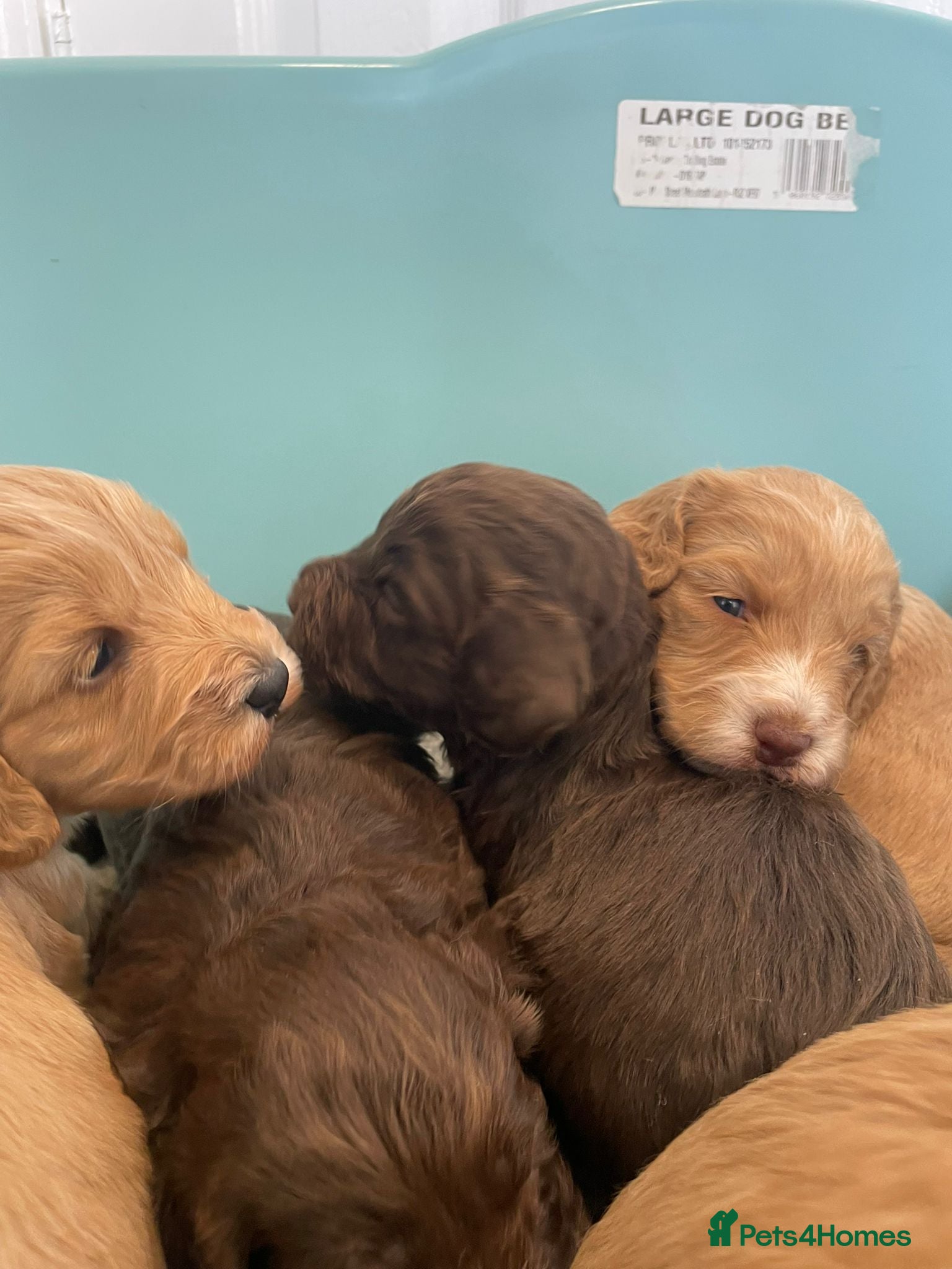 Cockapoo dogs F1 cockapoo p,a,r clear and health  check - Advert 7