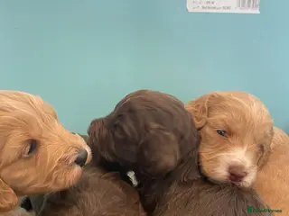 Cockapoo dogs F1 cockapoo p,a,r clear and health check - Advert 6