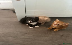 Mixed Breed cats for sale: 3 beautiful kittens for sale  - Image 9
