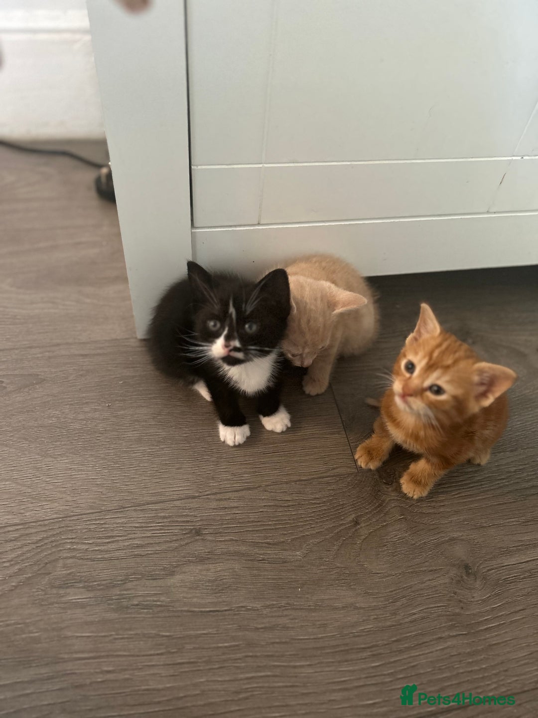 Mixed Breed cats for sale: 3 beautiful kittens for sale  - Image 9