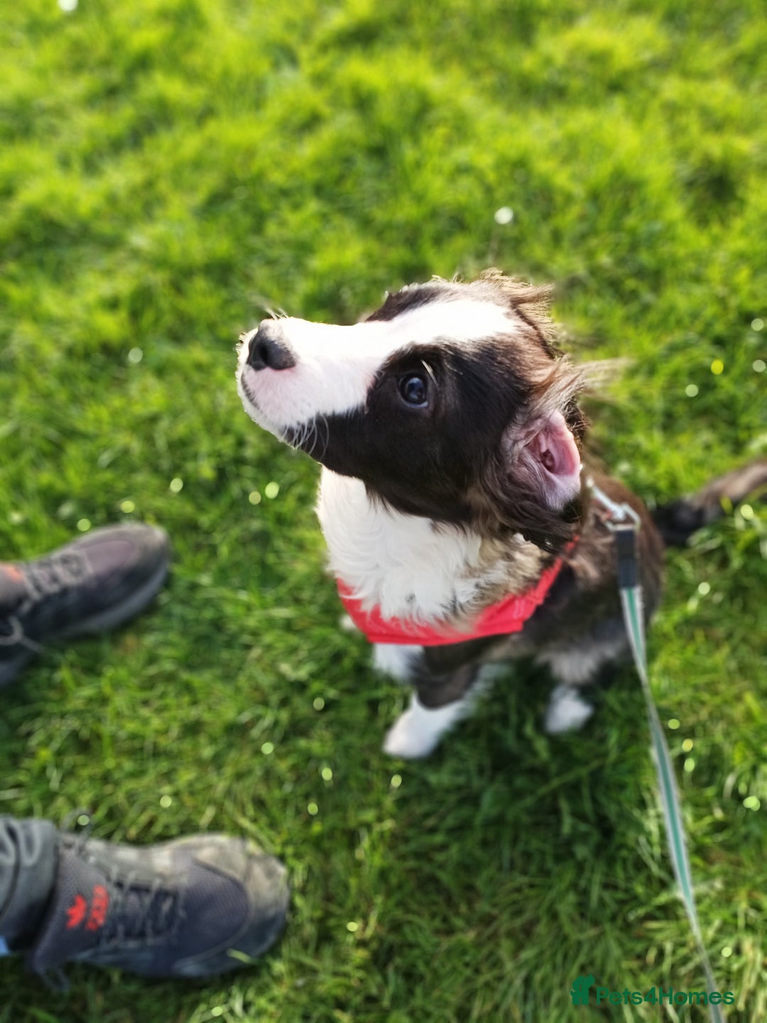 Cavapoo dogs for sale: 2 year old male cavapoo  - Image 2
