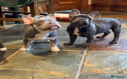 French Bulldog dogs for sale: French bulldog pups KC Reg - Image 19