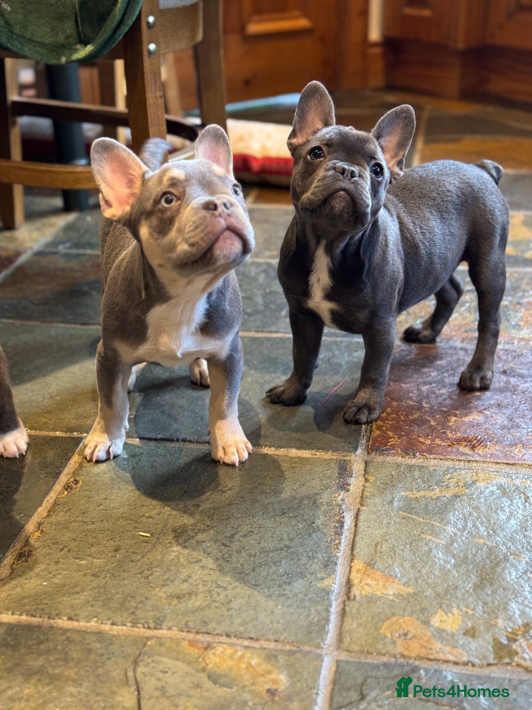 French Bulldog dogs for sale: French bulldog pups KC Reg - Image 19