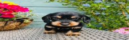 Dachshund dogs for sale: 🐾🌿 KC Registered Teckel Dachshund Litter 🌿🐾 - Advert 24