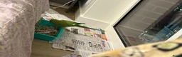Ringnecks birds for sale: Indian ringneck for sale  - Advert 4