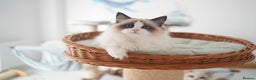 Ragdoll cats for sale: TICA register seal bicolor girl  - Advert 2